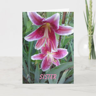 Tarjeta Stargazers y Coneflowers, hermana