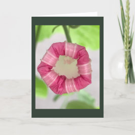 Tarjeta Starlight Mint Morning Glory Blank