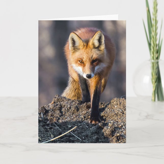 Tarjeta Stealthy Fox (Anverso)