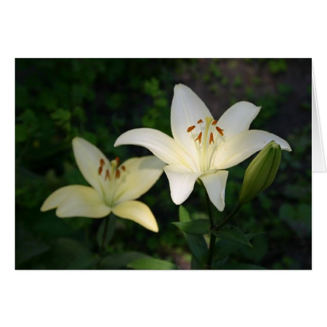 Tarjeta Sterling Star Lilies (Anverso (Horizontal))