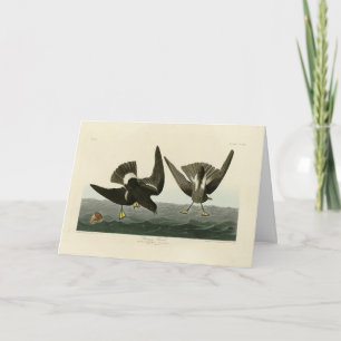 Tarjeta Stormy Petrel de los pájaros de América de Audubon