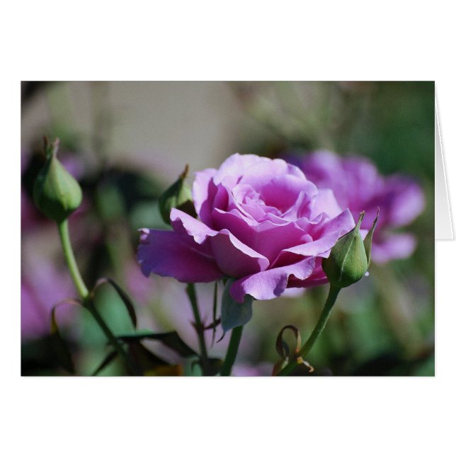 Tarjeta subió lavanda (Anverso (Horizontal))