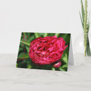 Tarjeta subió Peony rosado del aniversario