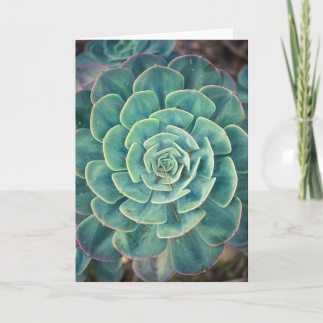 Tarjeta Succulent del primer (Anverso)