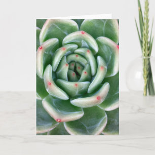 Tarjeta Succulent inclinado rojo verde