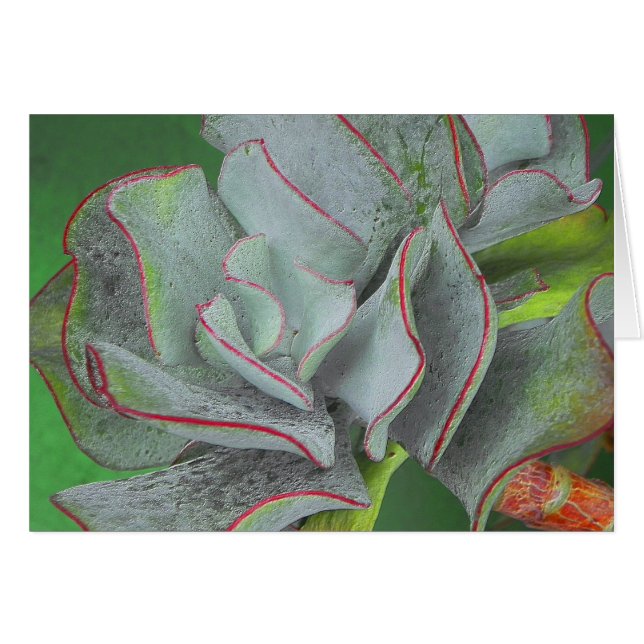 Tarjeta suculenta de la planta (Anverso (Horizontal))