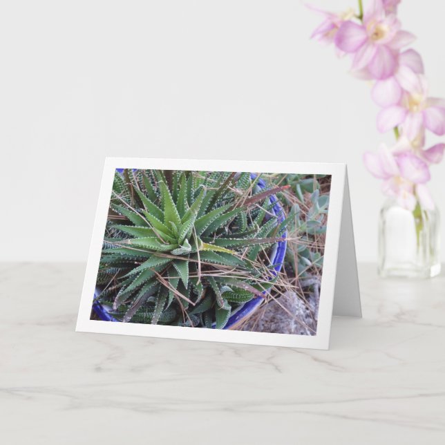 Tarjeta Suculenta planta de aloe en olla (Orquídea)