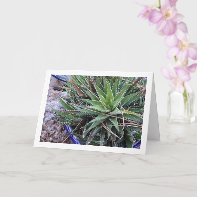 Tarjeta Suculenta planta de aloe en olla (Orquídea)
