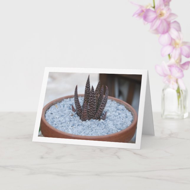 Tarjeta Suculenta planta de la zona del crepúsculo de Aloe (Orquídea)