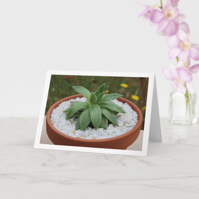 Tarjeta Suculenta planta en Terracota Pot (Orquídea)