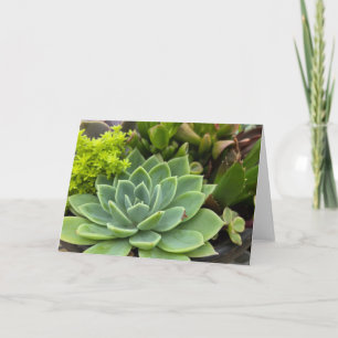 Tarjeta Suculento jardín