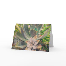 Suculentos, Día de la Madre