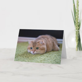 Tarjeta Sueños de hosico