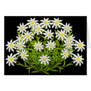 Tarjeta Suiza de Flores Edelweiss