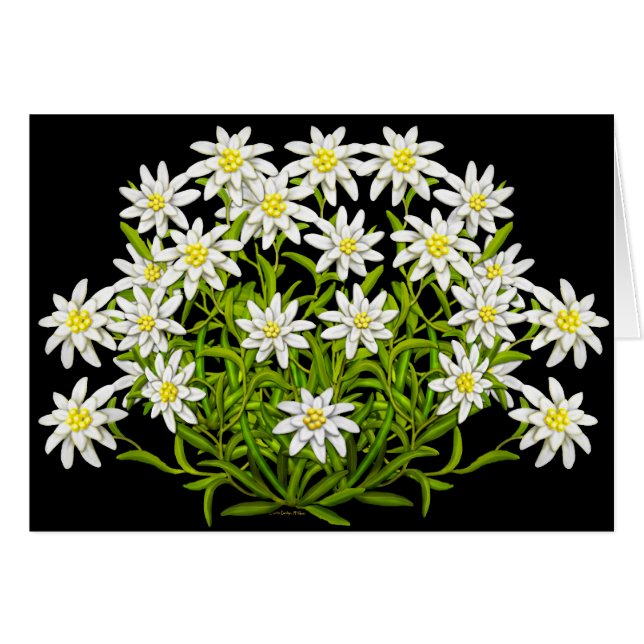 Tarjeta Suiza de Flores Edelweiss (Anverso (Horizontal))