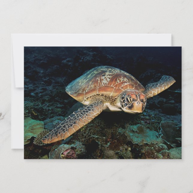 Tarjeta Sulawesi | Tortuga del Mar Verde (Anverso)