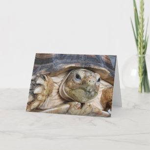 Tarjeta Sulcata Tortoise, Face Close-up