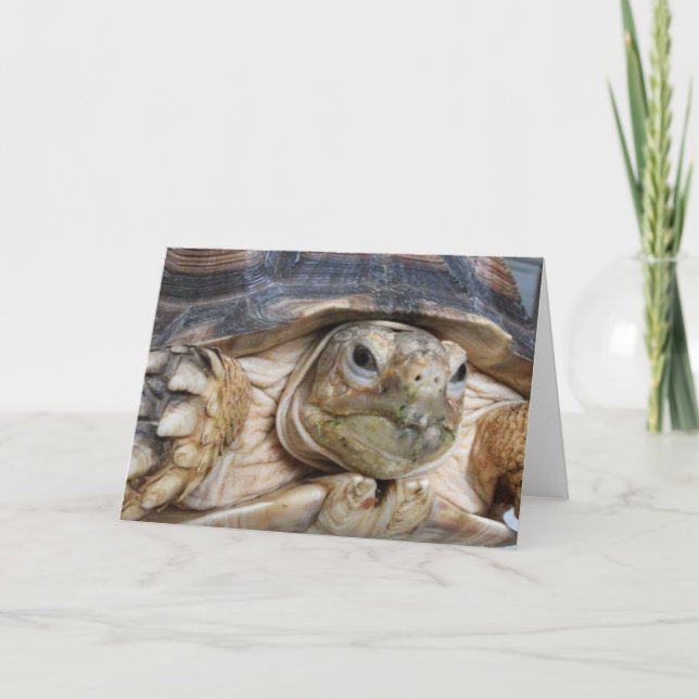 Tarjeta Sulcata Tortoise, Face Close-up (Anverso)