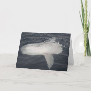 Tarjeta Sunfish pacífico (mola del Mola)