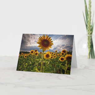 Tarjeta Sunflower