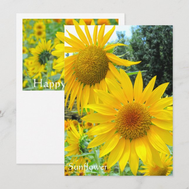 Tarjeta Sunflower：Flat Greeting Card (Anverso / Reverso)