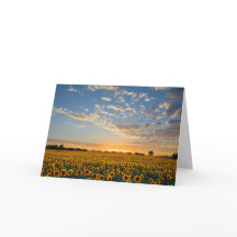 Sunflowers at Sunset Blank