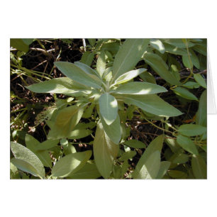 Tarjeta Sunlit Sage
