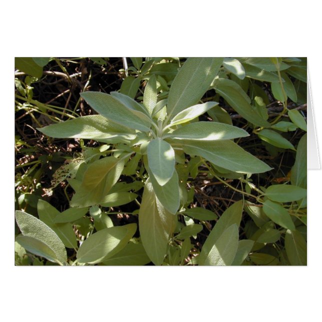 Tarjeta Sunlit Sage (Anverso (Horizontal))