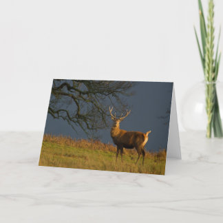 Tarjeta Sunlit Stag Greetings Card