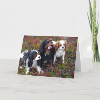 Tarjeta Sunnas embroma perros de aguas de rey Charles