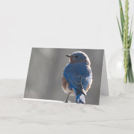 Tarjeta Sunny Bluebird
