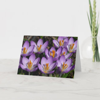 Tarjeta Sunny Purple Crocuses