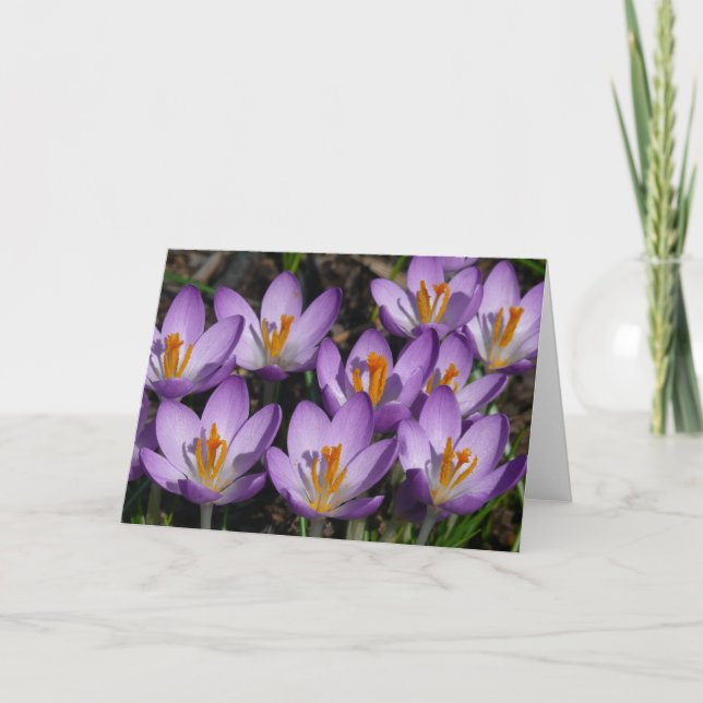 Tarjeta Sunny Purple Crocuses (Anverso)
