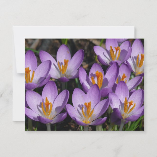 Tarjeta Sunny Purple Crocuses (Anverso)