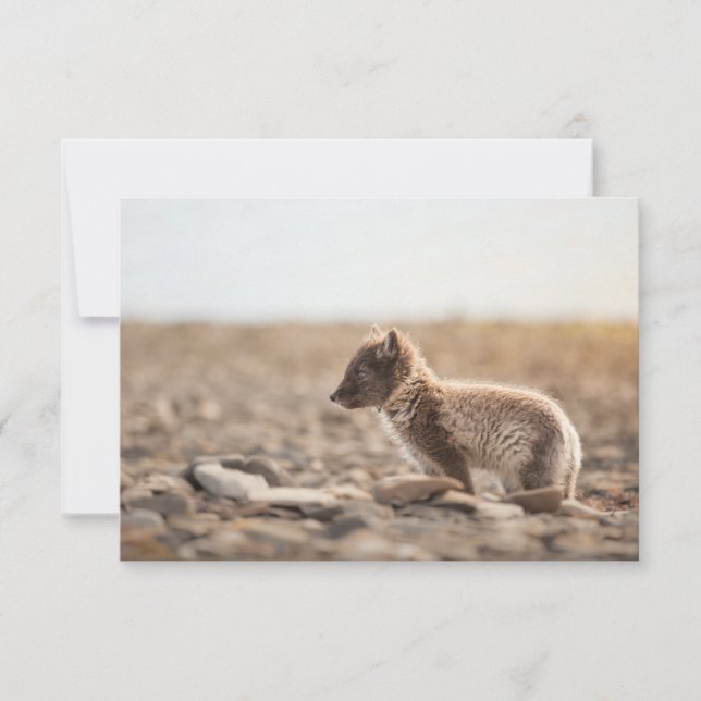 Tarjeta Svalbard de Fox para el Ártico (Anverso)