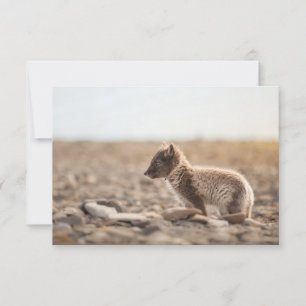 Tarjeta Svalbard de Fox para el Ártico