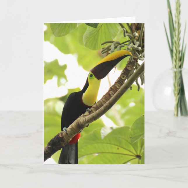 Tarjeta Swainson Toucan Exotic Bird (Anverso)