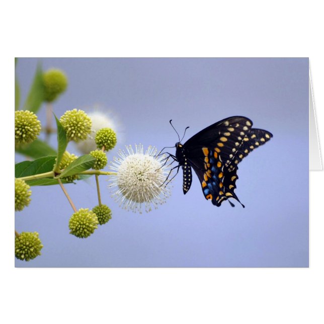 Tarjeta - Swallowtail negro 181 (Anverso (Horizontal))