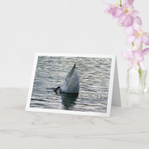 Tarjeta Swan boca abajo en el lago