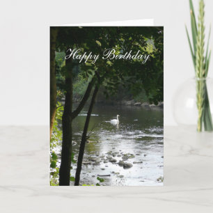 Tarjeta Swan en el río II - Cumpleaños