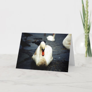 Tarjeta Swan - Galway, Irlanda