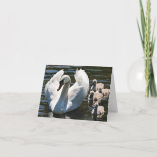 Tarjeta Swan y Cygnets