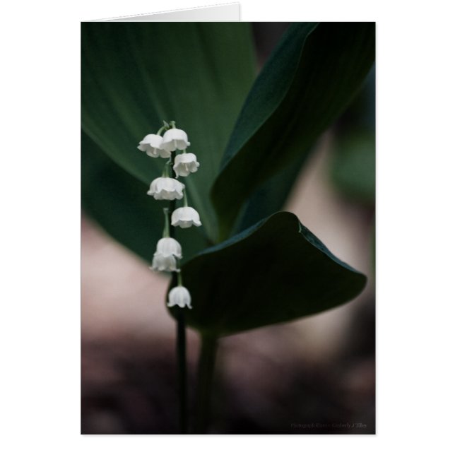 Tarjeta Sweet Bells (Frente)