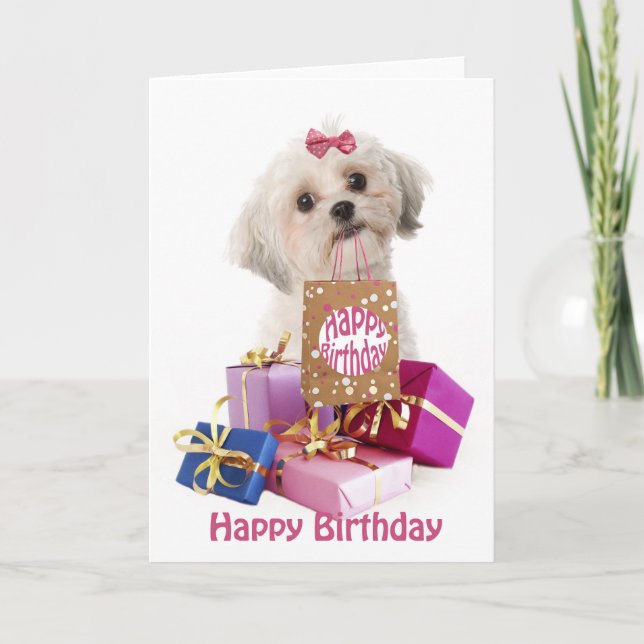 Tarjeta Sweet birthday card dog Maltese and presents (Anverso)