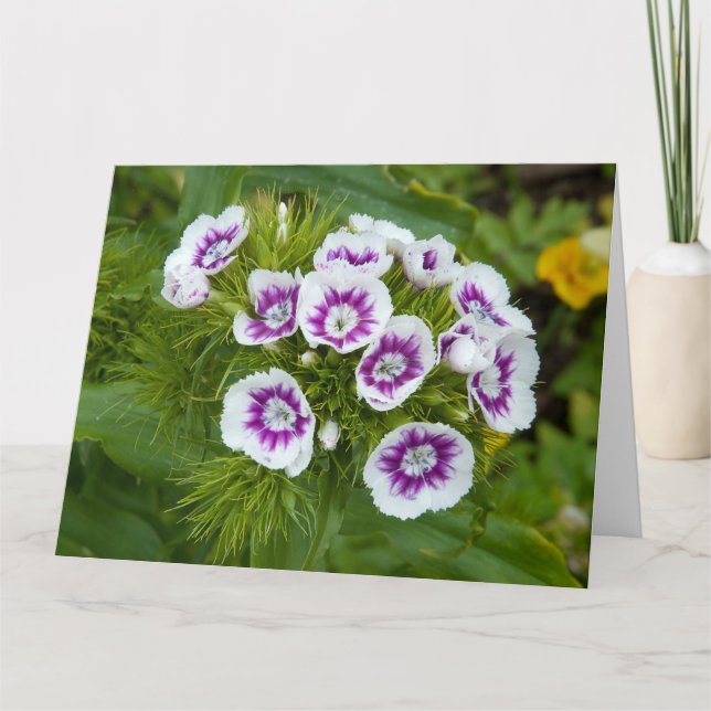 Tarjeta Sweet William Flower (Anverso)