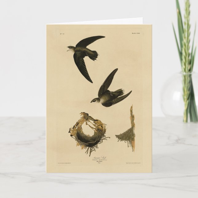 Tarjeta Swift Audubon, estadounidense (chimenea), pájaros  (Anverso)