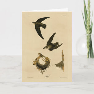 Tarjeta Swift Audubon, estadounidense (chimenea), pájaros