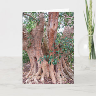 Tarjeta Sycamore Fig Tree