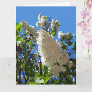 Tarjeta Syringa, Árbol de flores de lámina blanca