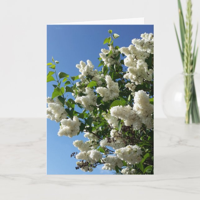 Tarjeta Syringa, Árbol de flores de lámina blanca (Anverso)